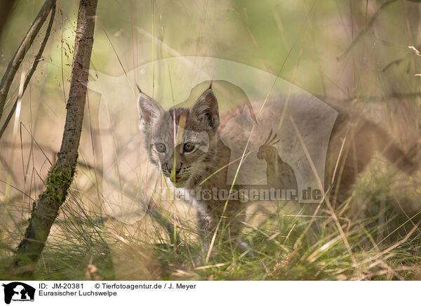 Eurasischer Luchswelpe / Eurasian Lynx cub / JM-20381