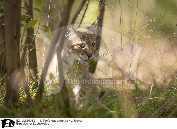 Eurasischer Luchswelpe / Eurasian Lynx cub / JM-20382