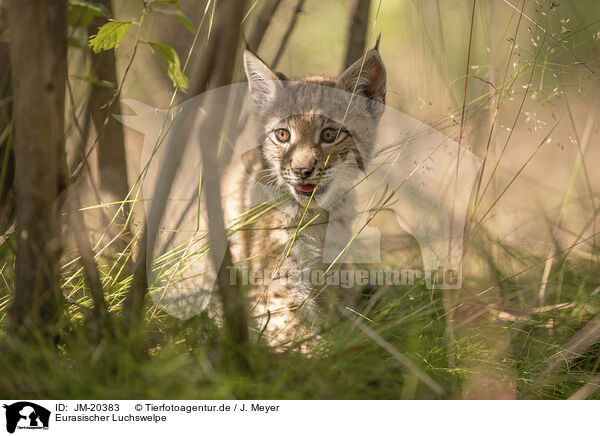 Eurasischer Luchswelpe / Eurasian Lynx cub / JM-20383