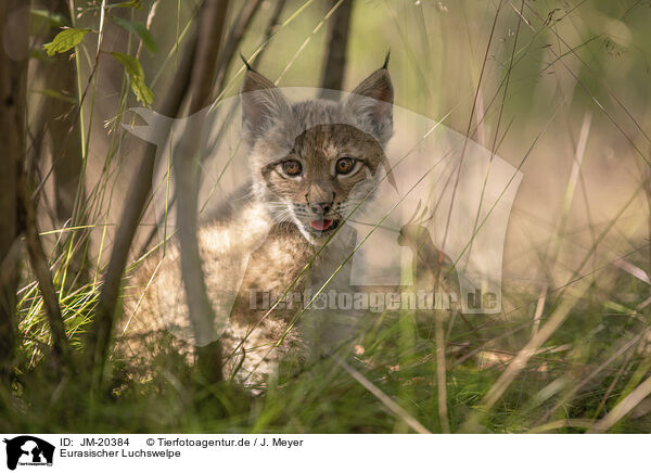 Eurasischer Luchswelpe / Eurasian Lynx cub / JM-20384
