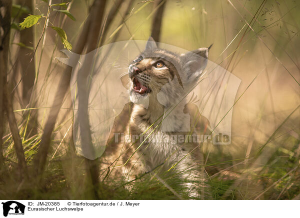Eurasischer Luchswelpe / Eurasian Lynx cub / JM-20385