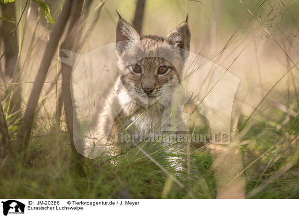 Eurasischer Luchswelpe / Eurasian Lynx cub / JM-20386