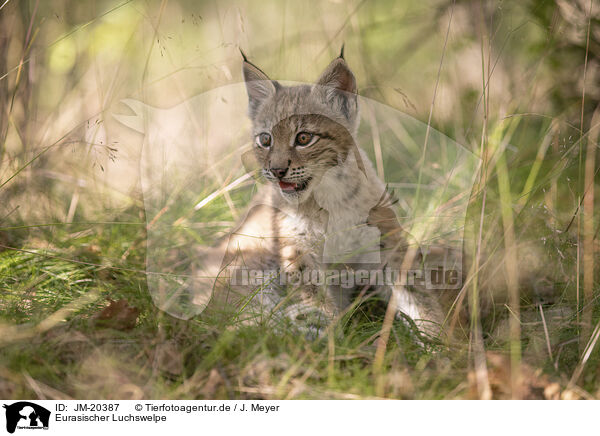 Eurasischer Luchswelpe / Eurasian Lynx cub / JM-20387