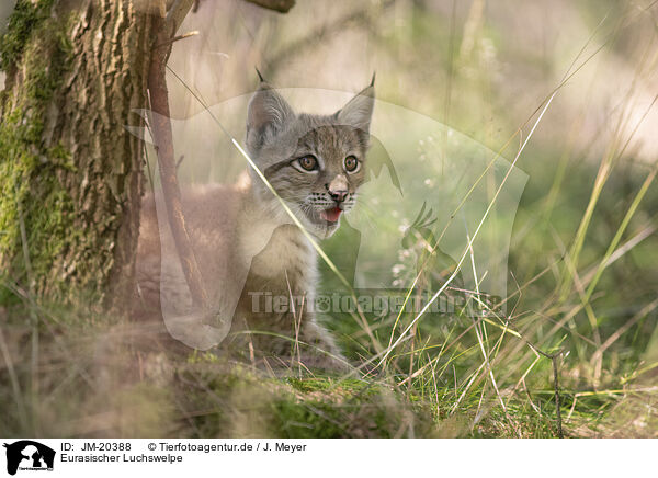 Eurasischer Luchswelpe / Eurasian Lynx cub / JM-20388