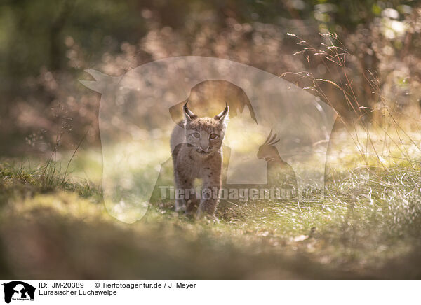 Eurasischer Luchswelpe / Eurasian Lynx cub / JM-20389