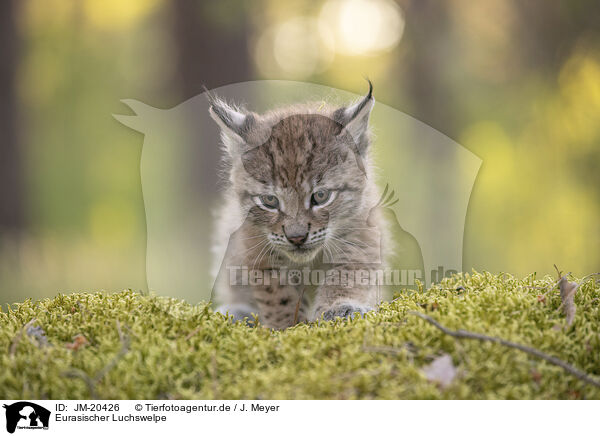 Eurasischer Luchswelpe / Eurasian Lynx cub / JM-20426