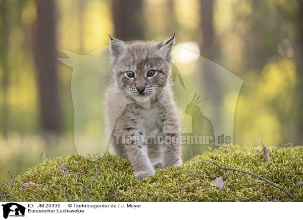 Eurasischer Luchswelpe / Eurasian Lynx cub / JM-20430