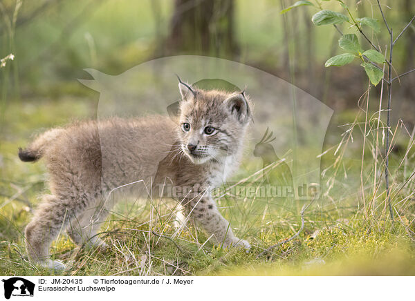 Eurasischer Luchswelpe / Eurasian Lynx cub / JM-20435