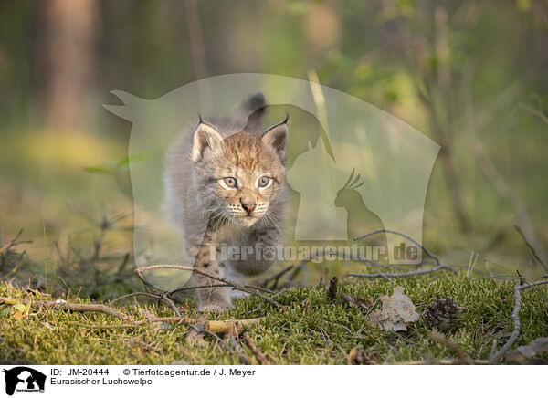 Eurasischer Luchswelpe / Eurasian Lynx cub / JM-20444