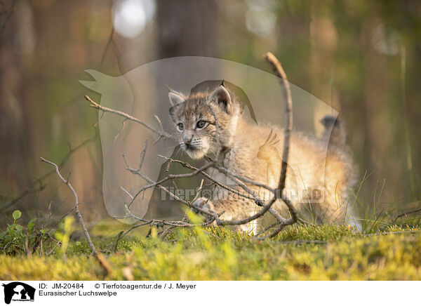 Eurasischer Luchswelpe / Eurasian Lynx cub / JM-20484