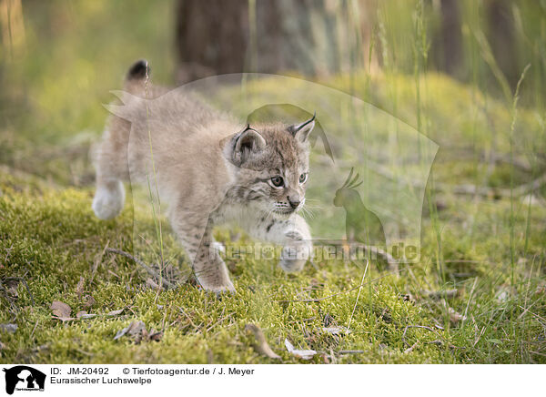 Eurasischer Luchswelpe / Eurasian Lynx cub / JM-20492