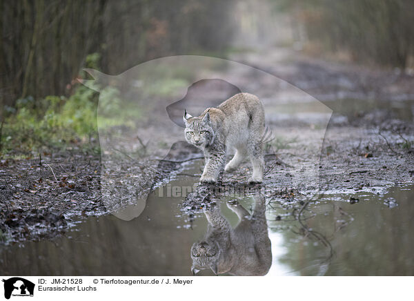 Eurasischer Luchs / Eurasian Lynx / JM-21528