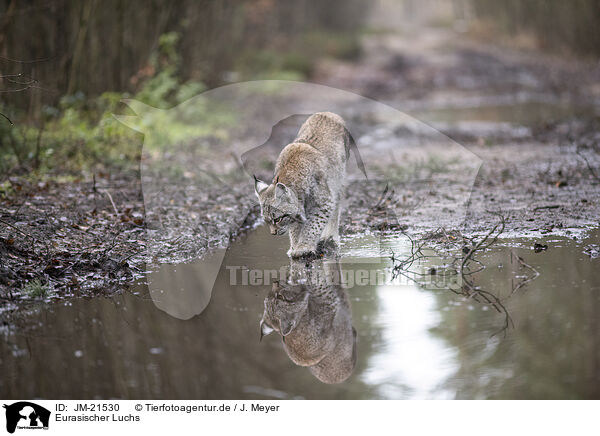 Eurasischer Luchs / Eurasian Lynx / JM-21530