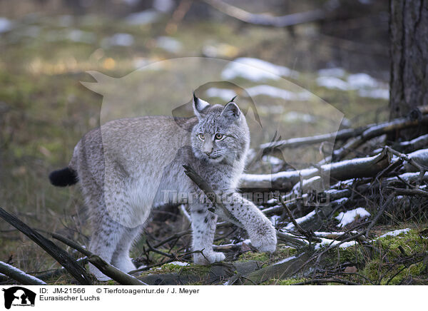 Eurasischer Luchs / Eurasian Lynx / JM-21566