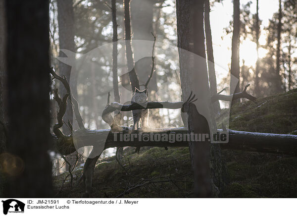 Eurasischer Luchs / Eurasian Lynx / JM-21591