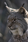 Eurasischer Luchs