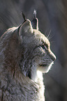 Eurasischer Luchs