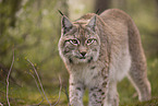 Eurasischer Luchs