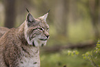 Eurasischer Luchs