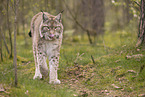 Eurasischer Luchs