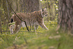 Eurasischer Luchs