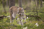 Eurasischer Luchs