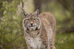 Eurasischer Luchs