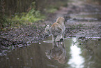 Eurasischer Luchs