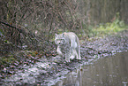 Eurasischer Luchs