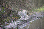 Eurasischer Luchs