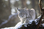 Eurasischer Luchs