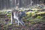 Eurasischer Luchs