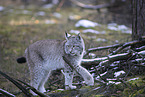 Eurasischer Luchs