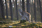 Eurasischer Luchs