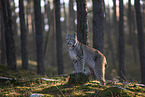 Eurasischer Luchs