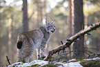 Eurasischer Luchs