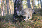 Eurasischer Luchs