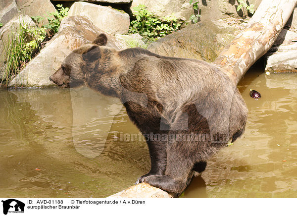 europischer Braunbr / bear / AVD-01188