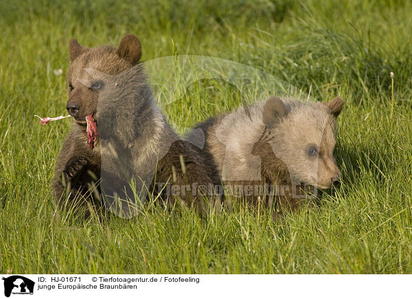 junge Europische Braunbren / young brown bears / HJ-01671