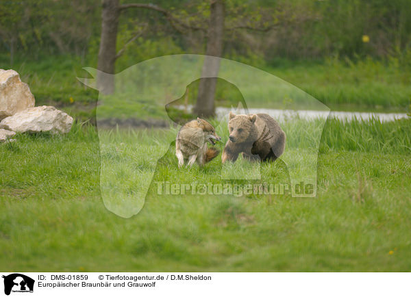 Europischer Braunbr und Grauwolf / european brown bear and greywolf / DMS-01859