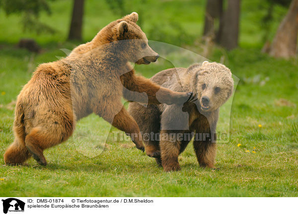 spielende Europische Braunbren / playing european brown bears / DMS-01874