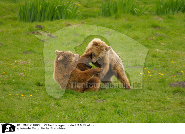 spielende Europische Braunbren / playing european brown bears / DMS-01883
