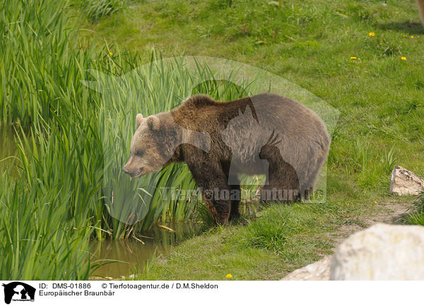 Europischer Braunbr / european brown bear / DMS-01886