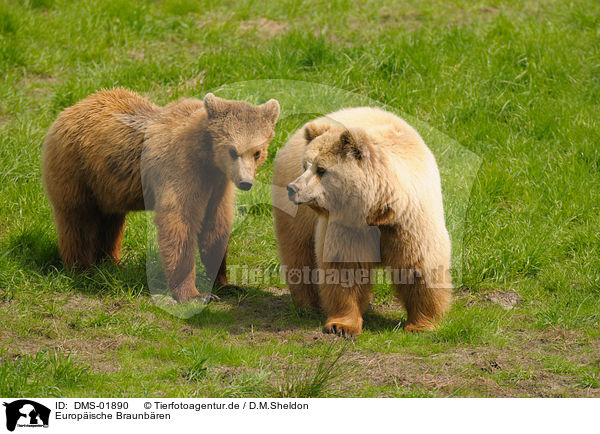 Europische Braunbren / european brown bears / DMS-01890