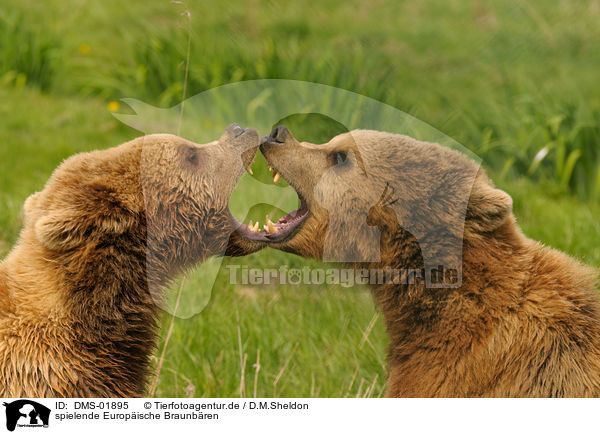 spielende Europische Braunbren / playing european brown bears / DMS-01895