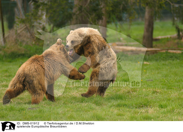 spielende Europische Braunbren / playing european brown bears / DMS-01912