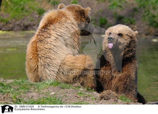 Europische Braunbren / european brown bears / DMS-01928
