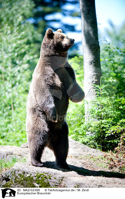 Europischer Braunbr / brown bear / MAZ-02386
