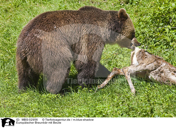 Europischer Braunbr mit Beute / brown bear with prey / MBS-02956