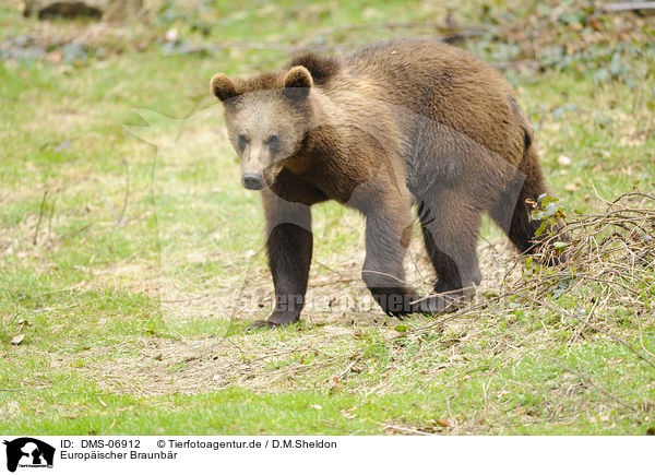Europischer Braunbr / brown bear / DMS-06912